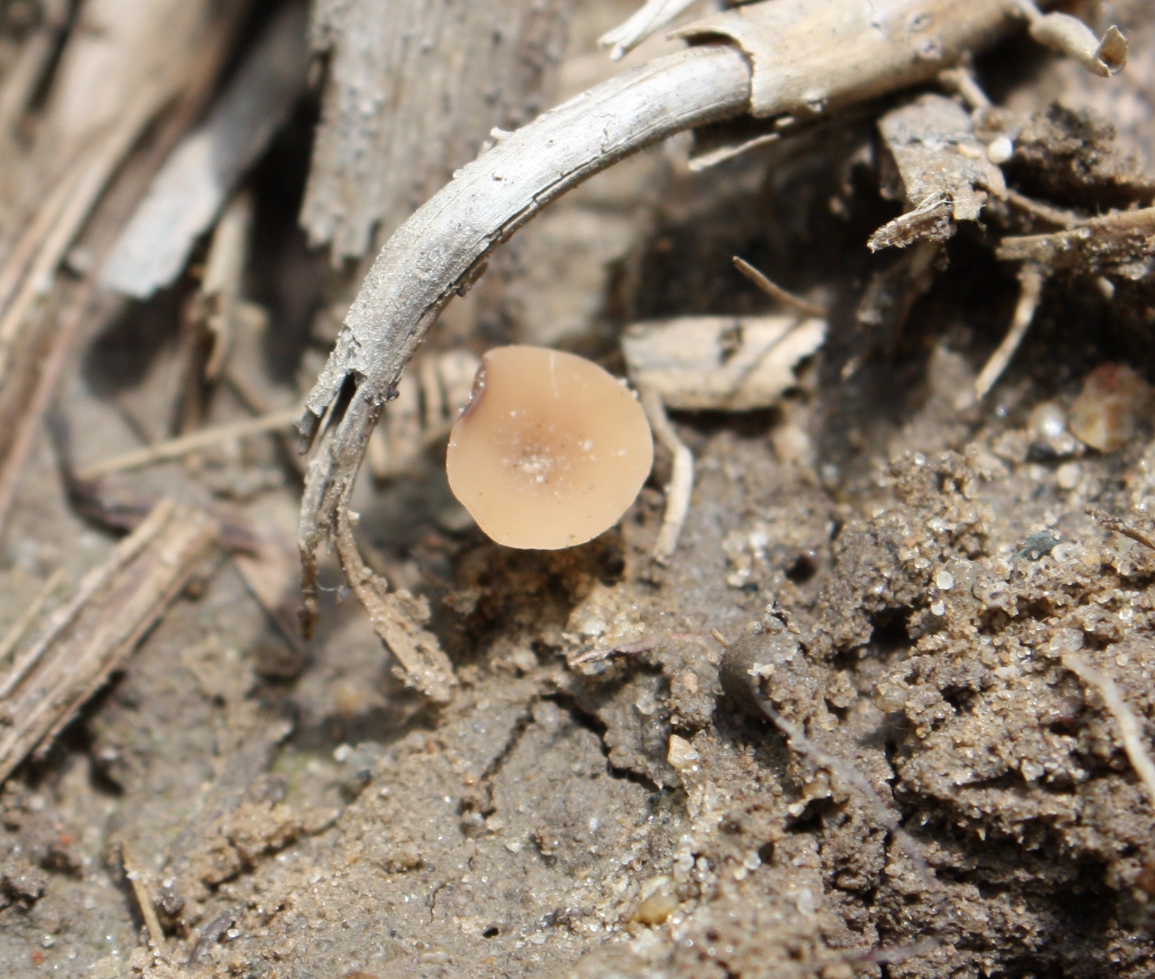 Mushroom developing in soybeans.